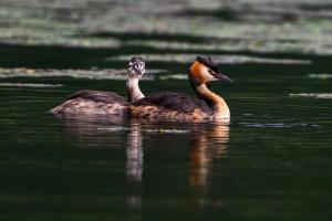 two ducks swimming in the water at Skadar Lake Family Resort in Rijeka Crnojevića