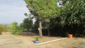 a tree in the middle of a driveway at Villa Alare in Almodóvar del Río