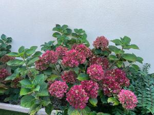 un ramo de flores rosas delante de una pared en Les hortensias, en Les Sables-dʼOlonne