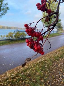 Výhled na řeku, která protéká v blízkosti aparthotelu + 6 fotografií