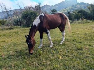 Altri animali domestici presso l'affittacamere o nei dintorni
