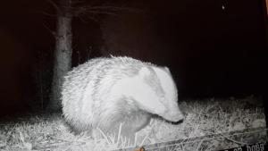 a hedgehog walking in the grass in a field at The Old Coach House at Stewton in Louth