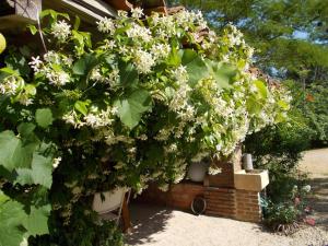 une brousse avec des fleurs blanches dans un jardin dans l'établissement La Cassinette, à Romenay