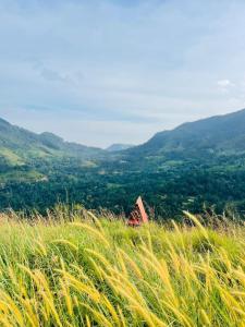 a field of tall grass with mountains in the background at Prince Place Eco Cabana and Camping Site in Passara