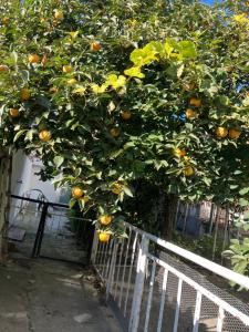 an orange tree with lots of oranges growing on it at Studio Rayskata yabalka in Varna City