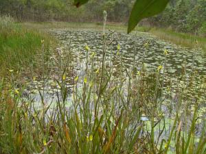 a body of water with lily pads in it at Back to the Bush in Aramara