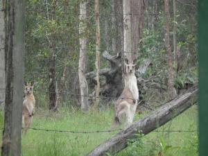 two kangaroos are standing in a forest at Back to the Bush in Aramara