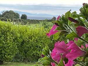 Galeriebild der Unterkunft Hazeltree Lodge in Sligo