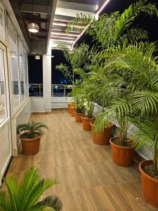 德奥加尔HOTEL MAA LAXMI PALACE的办公楼里的一排盆栽