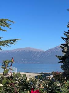a bird sitting on a plant in front of a beach at Charming House in Pogradec +14 photos