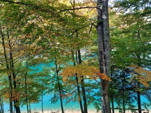 Gallery image of Vikendica Breza in Zaovine