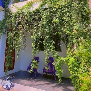 Κήπος έξω από το Purple Suites