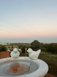 Dos pájaros blancos posados encima de una fuente en ESTUDIO LAS PALMILLAS, en La Puebla del Río