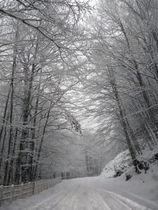 eine schneebedeckte Straße mit Bäumen und einem Zaun in der Unterkunft Chalet del Lago Laceno in Laceno