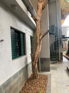a tree in front of a building with leaves around it at Quarto individual banheiro compartilhado in Sao Paulo
