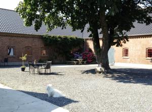 a white cat sitting in the shade of a tree at BB Esbjerg in Esbjerg