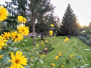 a field of yellow flowers in a yard at 2-Zimmer-Ferienwohnung 55 qm, bei Berlin in Velten