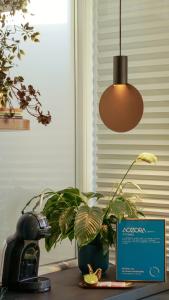 a potted plant sitting on a table next to a lamp at Aozora Central Studio in Bucharest