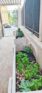 a balcony with a garden with lettuce and plants at Residenza BiblioSosta in Ventimiglia +36 photos