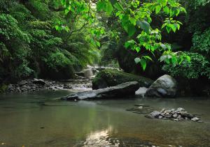 a river in a forest with rocks and trees at 岩川森林民宿 Springcreek B&B in Zhuolan