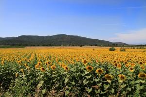 a field of sunflowers with mountains in the background at Appartamenti Pian d'Alma in Punta Ala