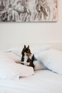 Φωτογραφία από το άλμπουμ του Ámbar Suites σε Ροσάριο +27 φωτογραφίες