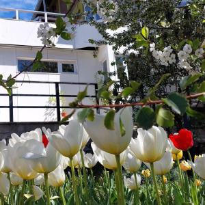 a bunch of white flowers in front of a house at Sakura No Ie in San Carlos de Bariloche