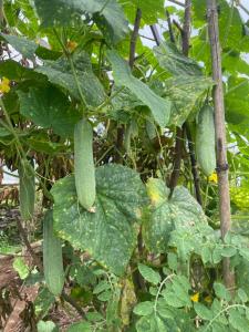 Jardín al aire libre en Himalaya Serene View Guest House & Farm Stay
