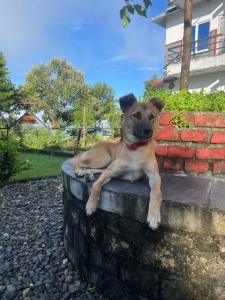 Mascotas con sus dueños en Himalaya Serene View Guest House & Farm Stay