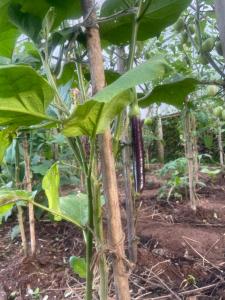 Jardín al aire libre en Himalaya Serene View Guest House & Farm Stay