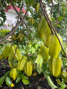 Jardín al aire libre en Himalaya Serene View Guest House & Farm Stay