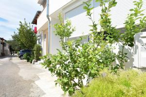a small tree next to a white house at Relax 1 in Pakoštane +6 photos