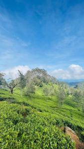 a green field with a mountain in the background at HOME HOSTEL ELLA private rooms only in Ella +79 photos