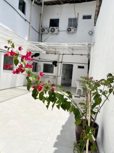 a plant in a pot sitting on a patio at ABA Hotel in Belém