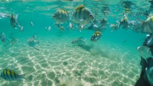 a group of fish swimming in the water at Pousada Ponta da Baleia in Barra Grande