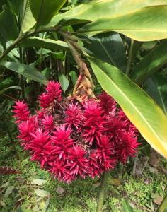 Jardí fora de Couleur caraïbes-Ti créole appartement pierre et vacances accès plage et piscine