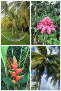 Jardí fora de Couleur caraïbes-Ti créole appartement pierre et vacances accès plage et piscine