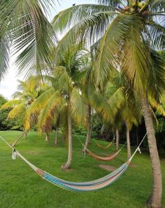 Jardí fora de Couleur caraïbes-Ti créole appartement pierre et vacances accès plage et piscine