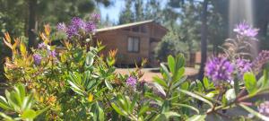 Zahrada ubytování Cabaña Pinos del Mar