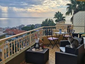 two cats sitting on a balcony looking out at the water at Il Paradiso del Relax private room with bathroom Parking in Sanremo