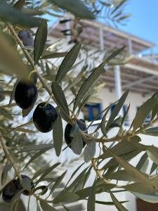 a branch of a tree with olives on it at Lindos Athena in Lindos