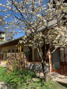 a tree with white flowers in front of a house at Charmant appartement sur cour, Le Cerisier in Bagnères-de-Bigorre
