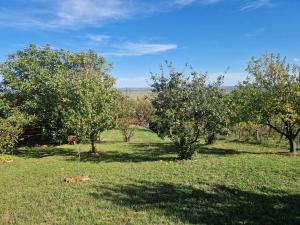an apple orchard with apple trees in a field at Baráti Vendégház in Győrújbarát