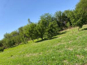 a grassy hill with trees on top of it at Casa en La Puntilla in Belén