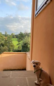 Domácí mazlíčci ubytovaní s hosty v ubytování Casa Leonardo