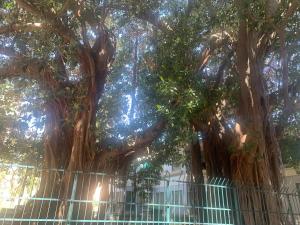 Fotografia z galérie ubytovania Casa Raccuglia v destinácii Palermo
