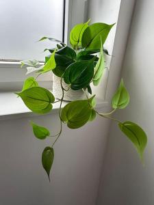 蒙斯Chambre neuve 1 ou 2 personnes的相册照片