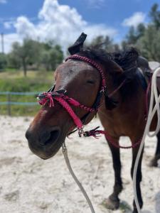 a brown horse with a red rope on its face at Tenuta Gran Bosco in Loro Piceno +41 photos