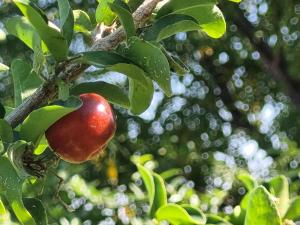 雅弗尼בוסתן הדס, הדום שבהר的相册照片