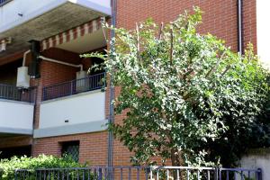 a tree in front of a brick building at MIKY'S HOME in Castenaso